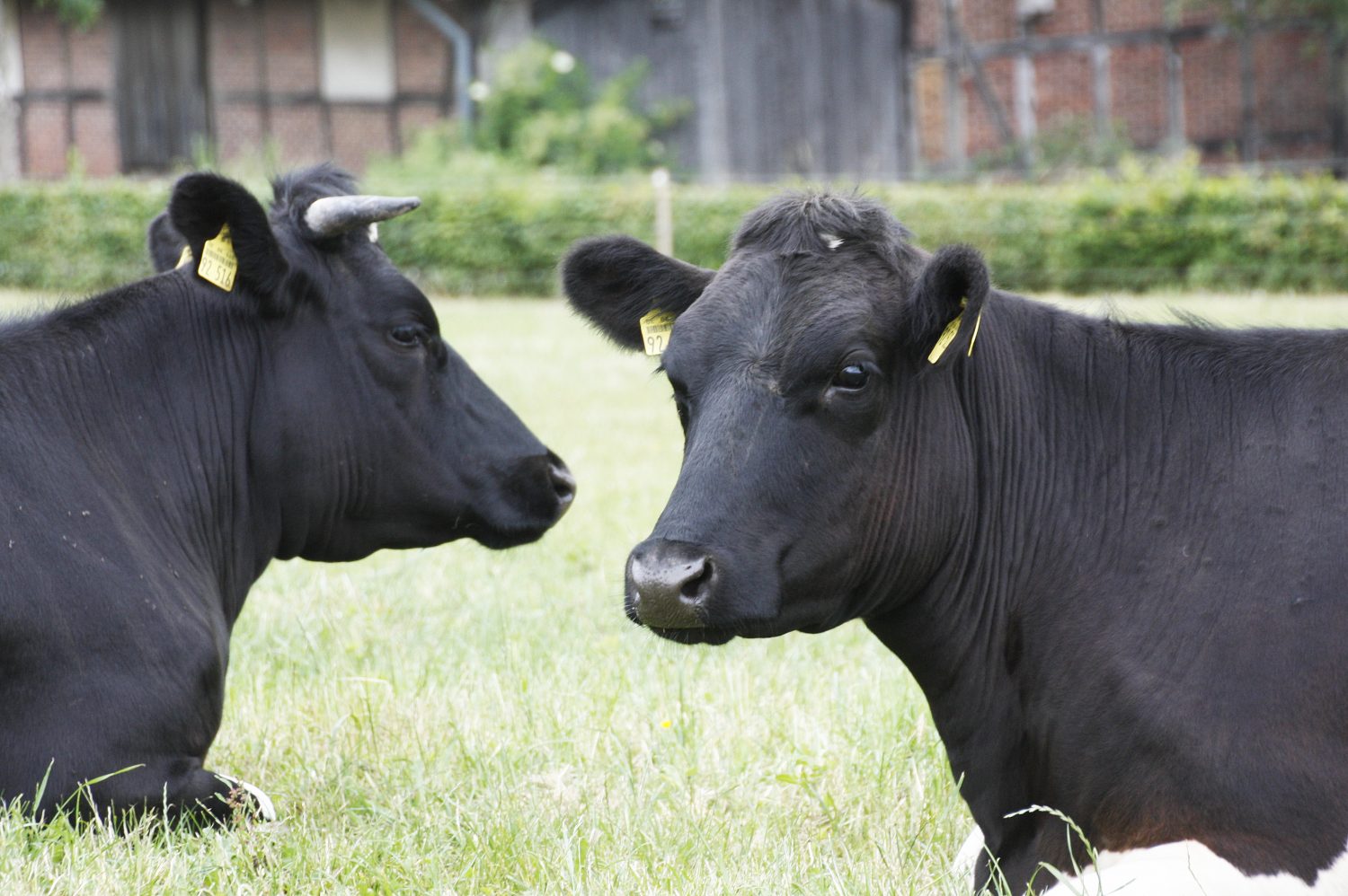 Kühe haben Hörner – milk & health